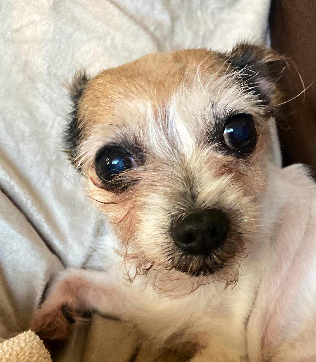 Chica the chihuahua on Twitter "Do you allow your pets on the couch