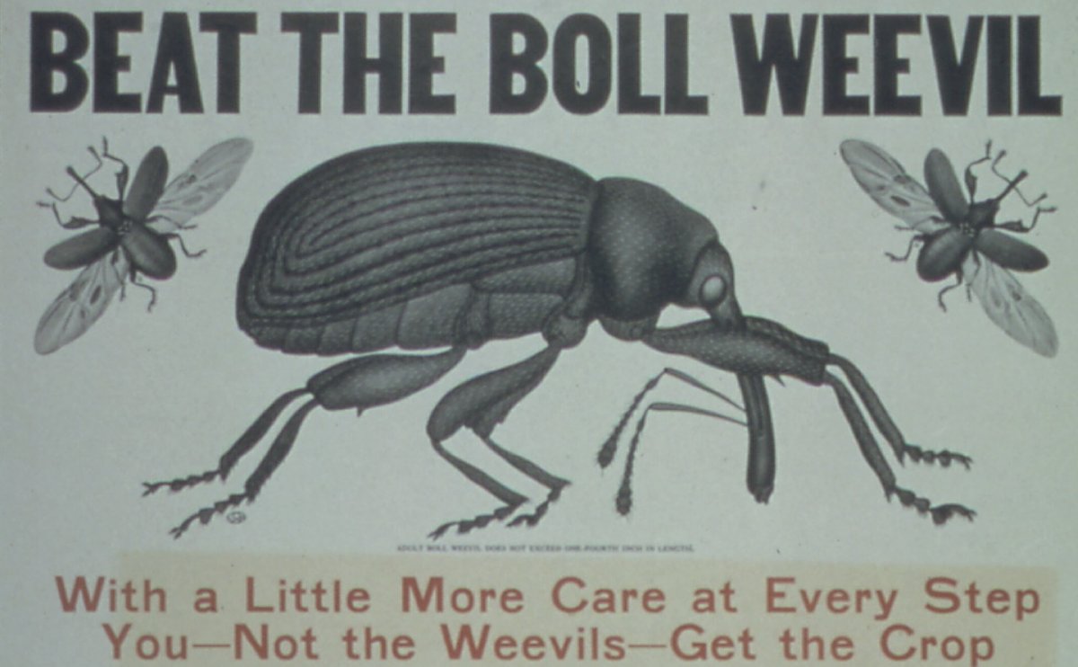 1otterlaughing's tweet photo. @SuckerCarlson Boll Weevil Bait https://t.co/neRzmj4UGh