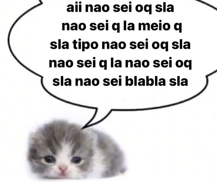 perfil dedicado a gatinhos e peitos (@odeiootaco) on Twitter photo 