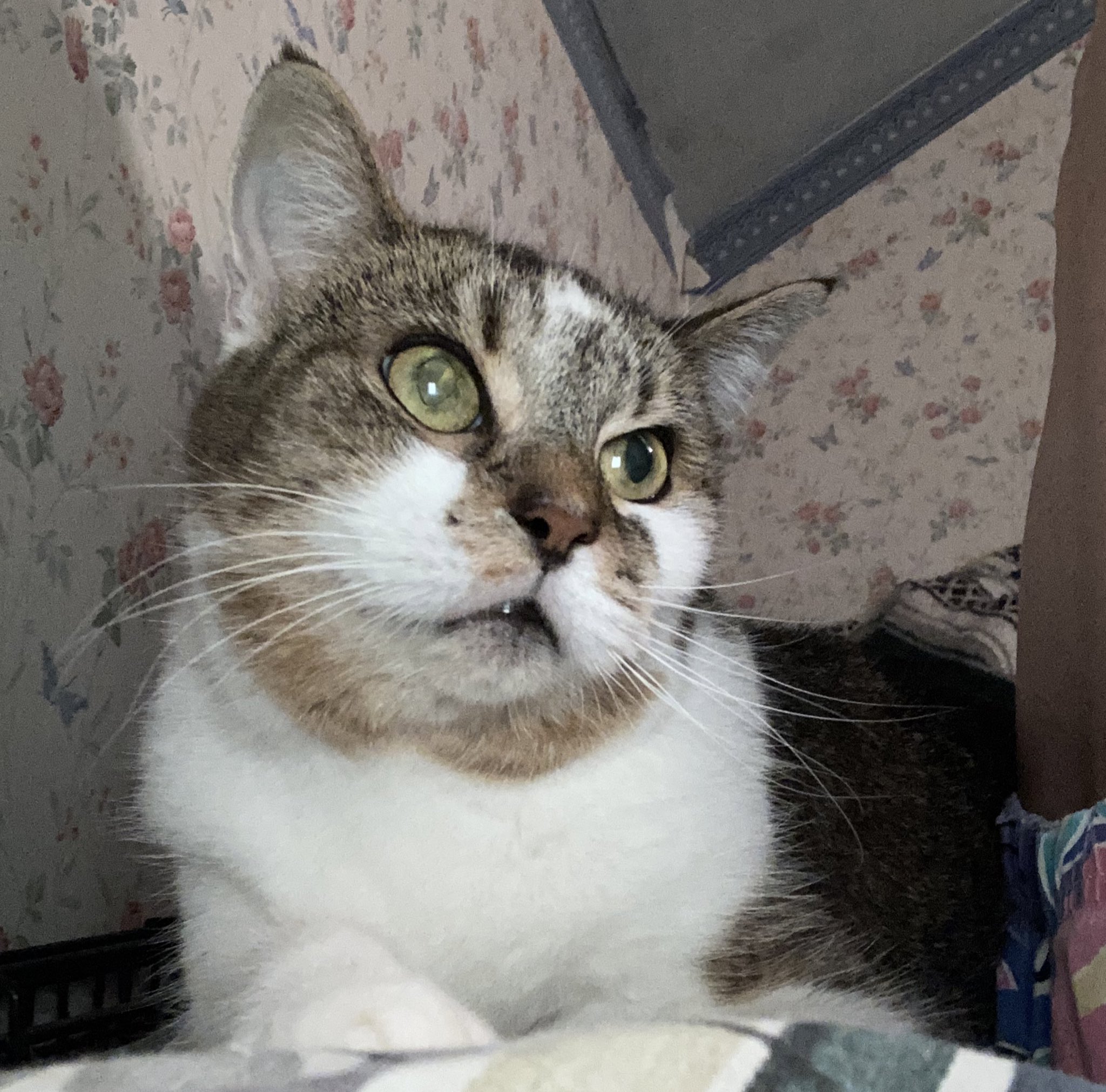 deemeow-on-twitter-queenie-can-t-get-any-closer-to-me-she-s