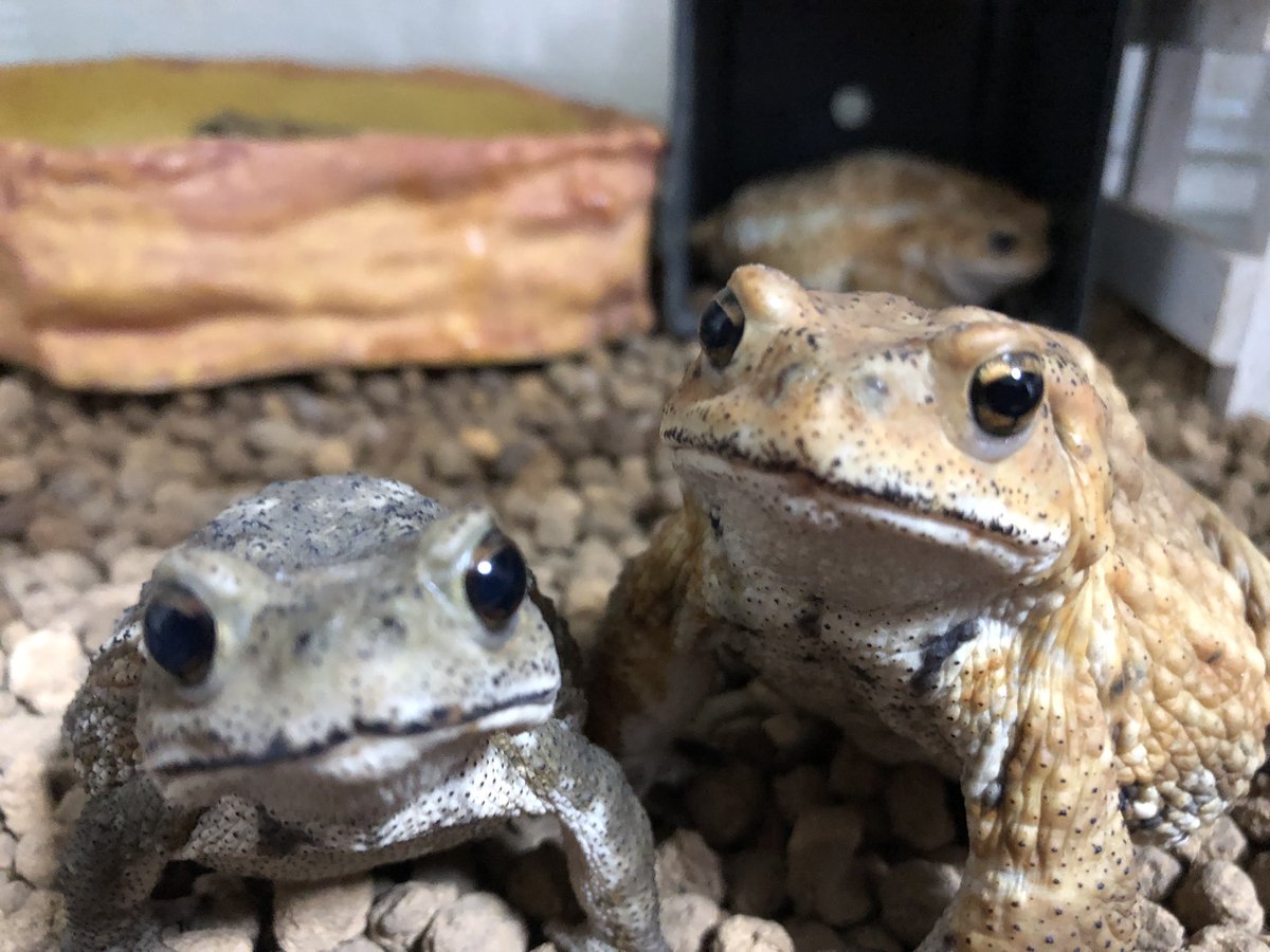 KawayoHiki's tweet photo. 餌くれモンスター‼️

#ミヤコヒキガエル
#toad https://t.co/e0Mc8jnGm8