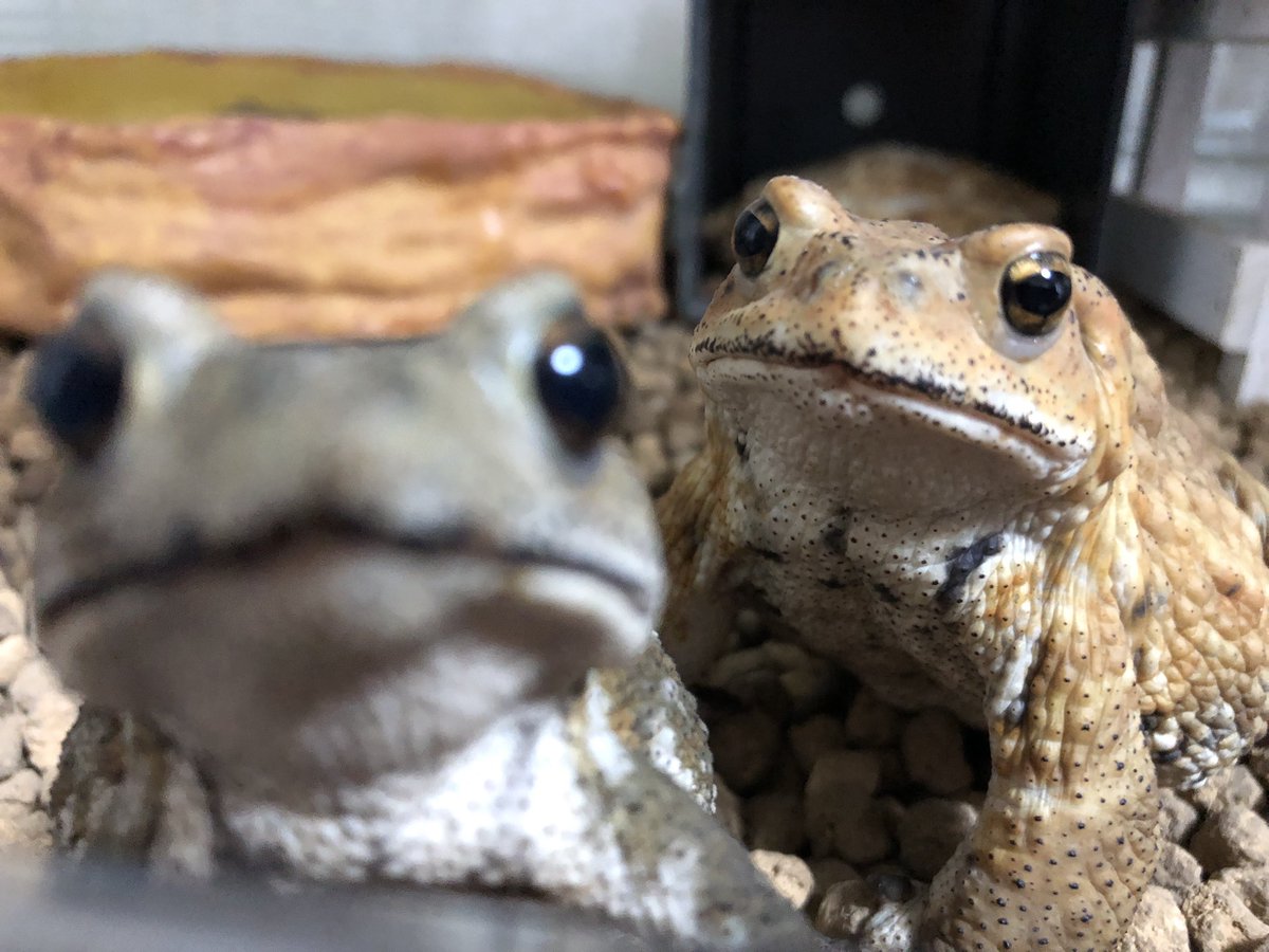 KawayoHiki's tweet photo. 餌くれモンスター‼️

#ミヤコヒキガエル
#toad https://t.co/e0Mc8jnGm8