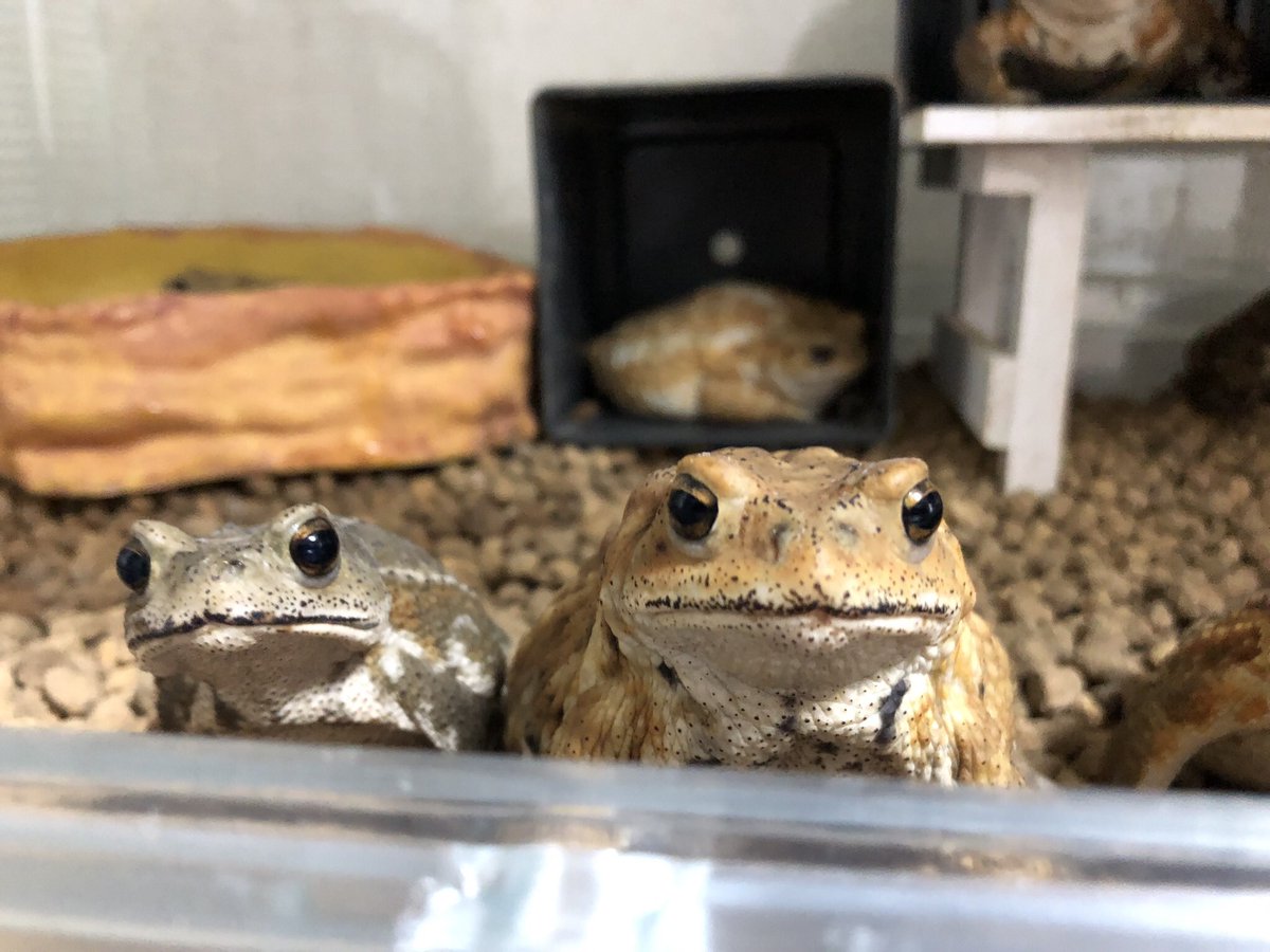 KawayoHiki's tweet photo. 餌くれモンスター‼️

#ミヤコヒキガエル
#toad https://t.co/e0Mc8jnGm8