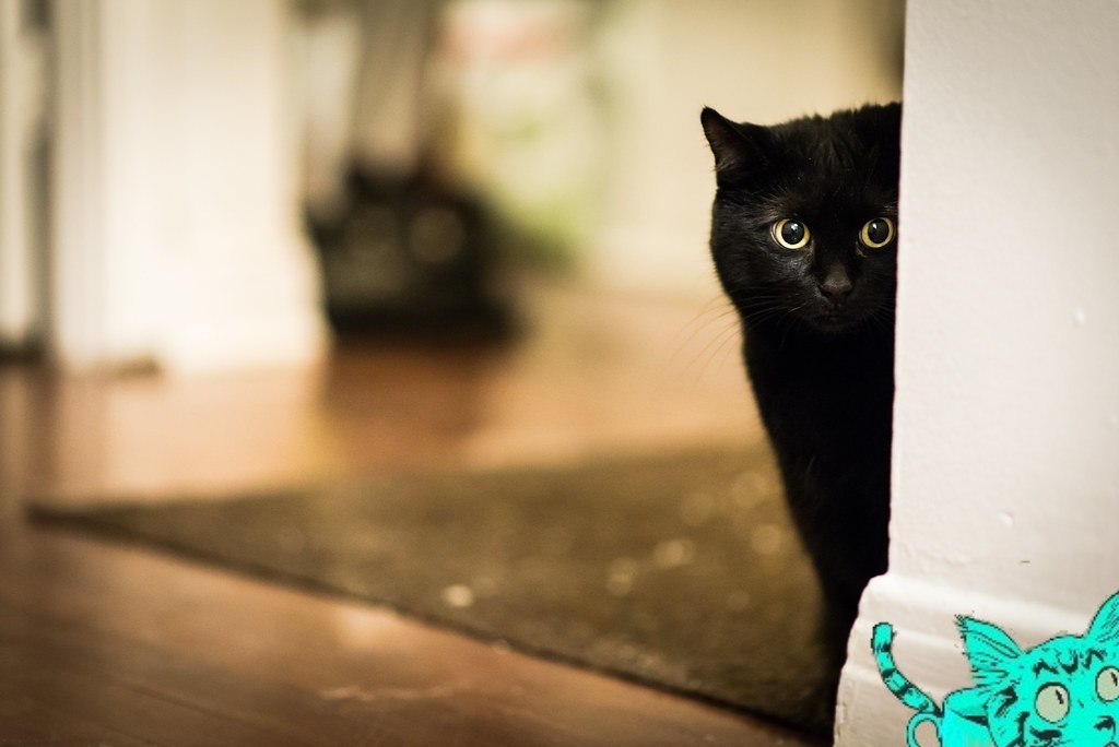 Mattantlers1's tweet photo. Damn Sneaky cats everywhere https://t.co/nRAQwmfapu