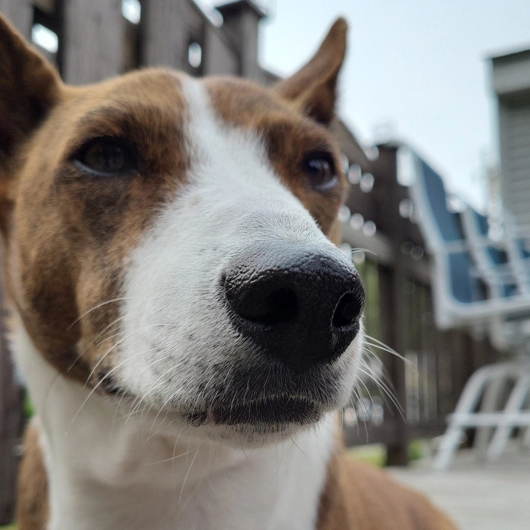 Connor 'The Notorious' Basenji tweet media