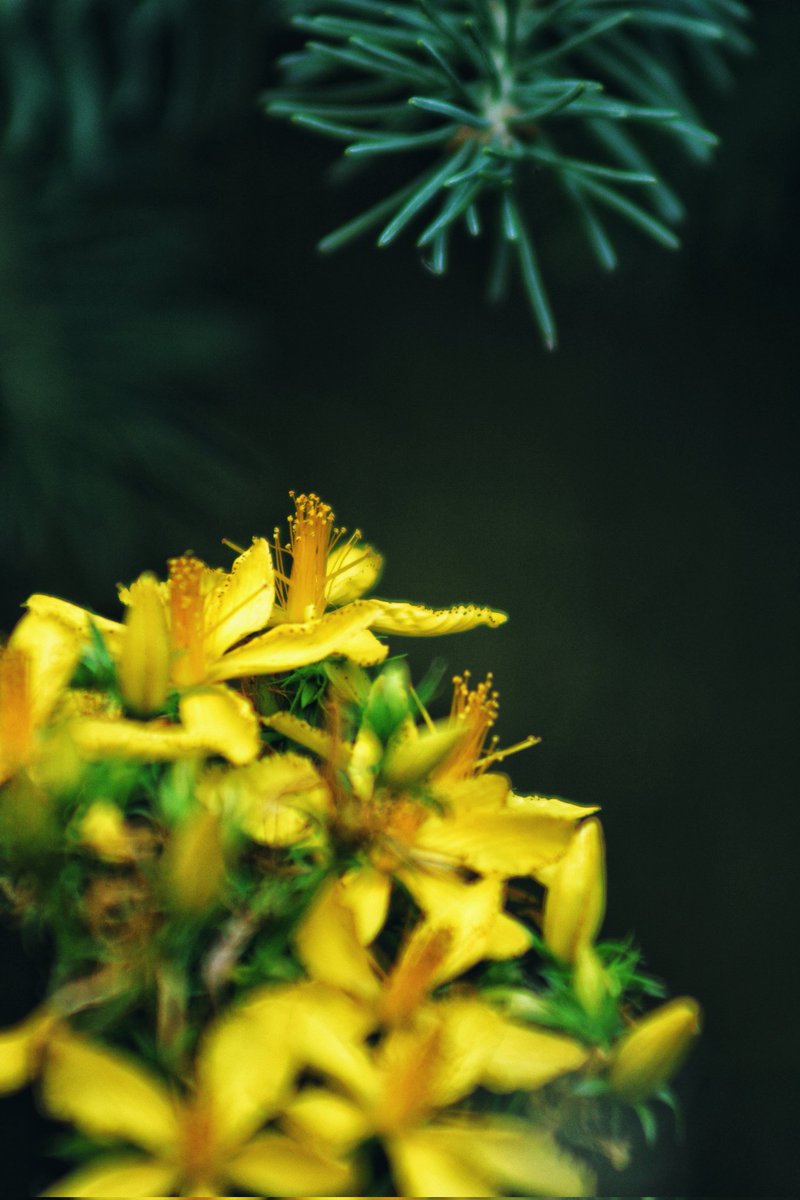 kimmaylou's tweet photo. 194/365*
Hypericum perforatum
St. John's Wort
Hopefully I'll be on adventure or two this weekend.
#aywmc #ayearwithmycamera #project365 #photography #photoftheday #photoaday #photoadventure #plants #stjohnswort #nature #plantphotography #naturephotographer #yellow #closeup https://t.co/EjVt5IrXRW