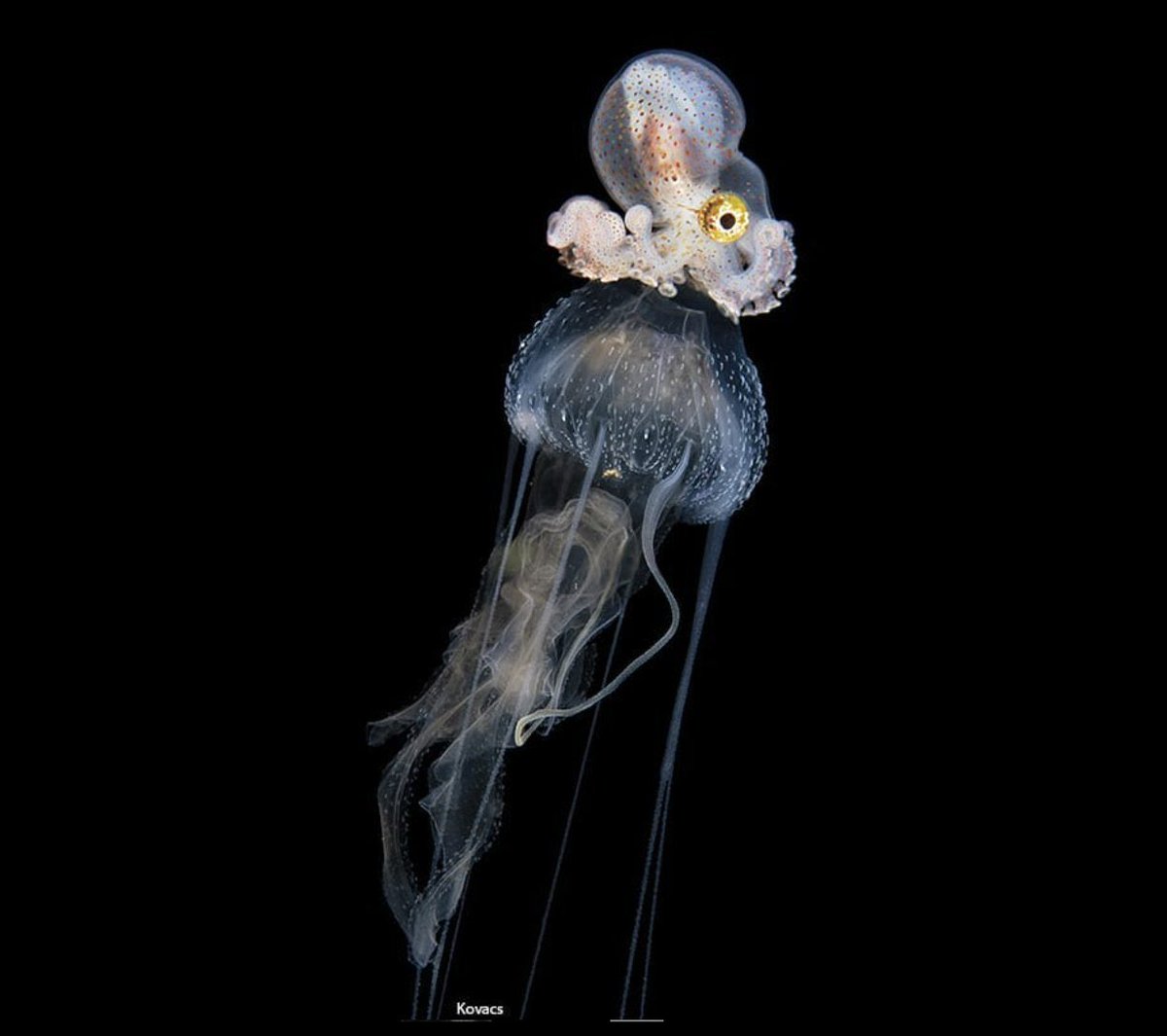 jellyfishisms's tweet photo. baby octopus ride on jellies often ♡ https://t.co/z7srxgVAHx
