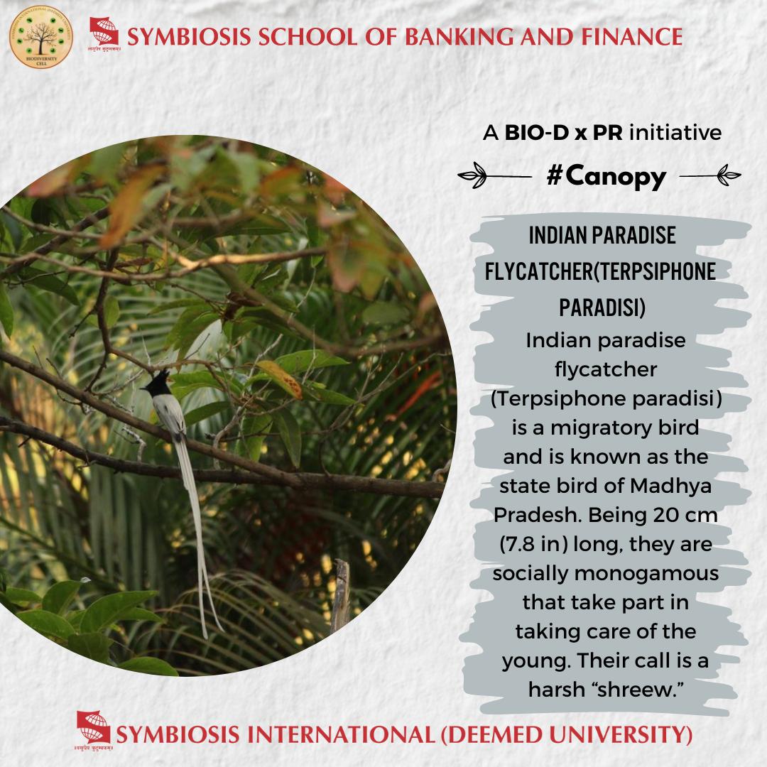 SSBF_Pune's tweet photo. Symbiosis School of Banking & Finance, situated on the Lavale Hilltop Campus, boasts of a variety of indigenous flora and fauna.
Birds are the most accomplished aeronauts the world has ever seen.
#ssbf #ssbfpune #symbiosis #BioxPR #flora #fauna #canopy #plants #animals #birds https://t.co/KQiQ4TtLSr