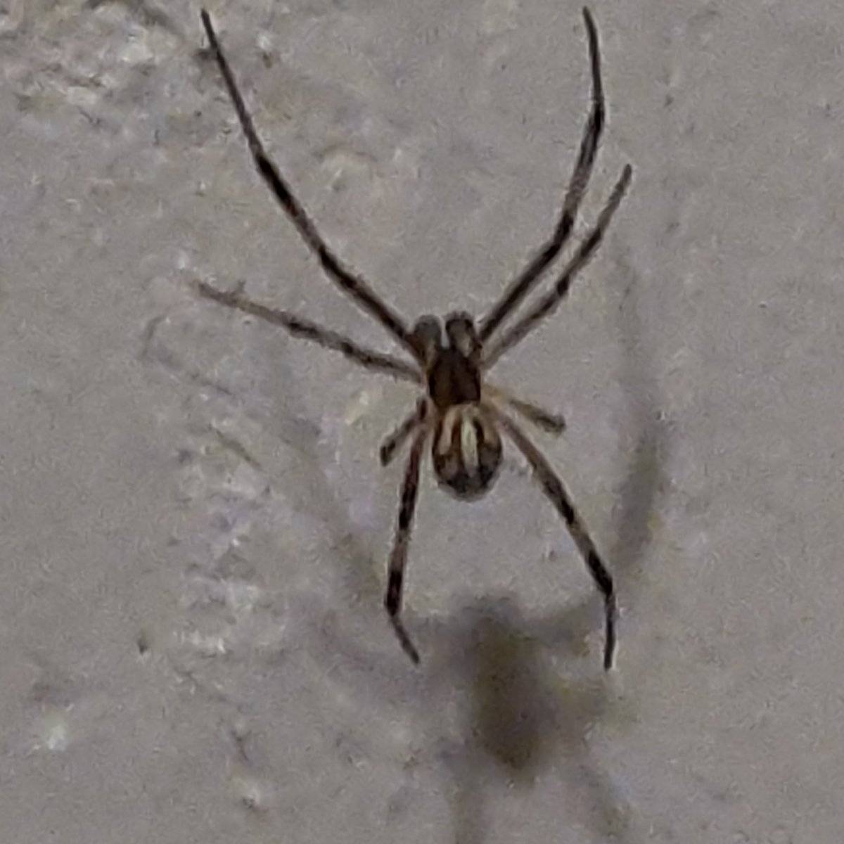 Hackocks's tweet photo. @Arachno_Cosas  encontré esta vecina en la cocina la desalojo o la funo? https://t.co/Dq3mc1nzae