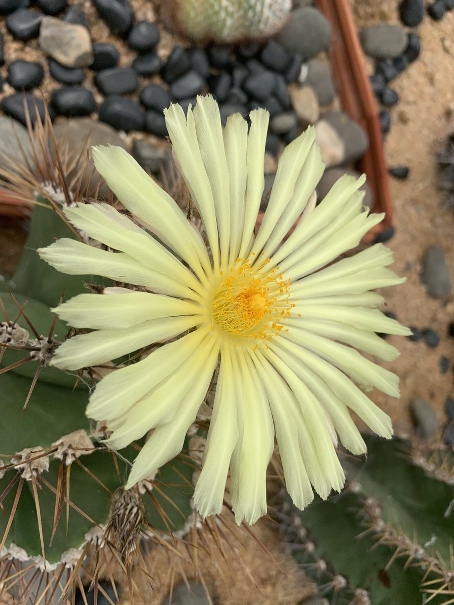 agnee_cool's tweet photo. Even if things are rough, you can still bloom. #cactusflower #cactusgarden #plants #nature #flowers https://t.co/m8xmu57sfu