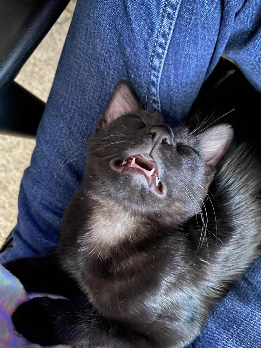 gryphondoar's tweet photo. @ShouldHaveCat just some of my favs 🌝🤍🖤 https://t.co/Bh0roxiDaJ