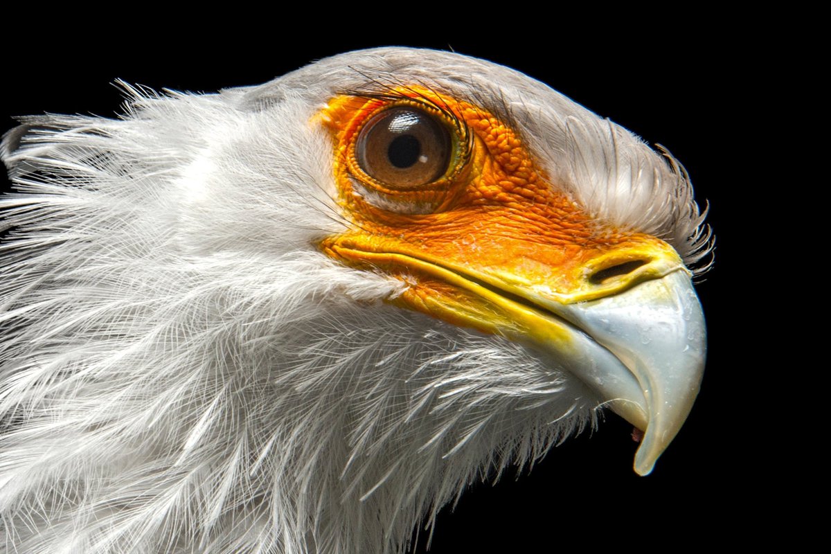 Hank Green tweet media