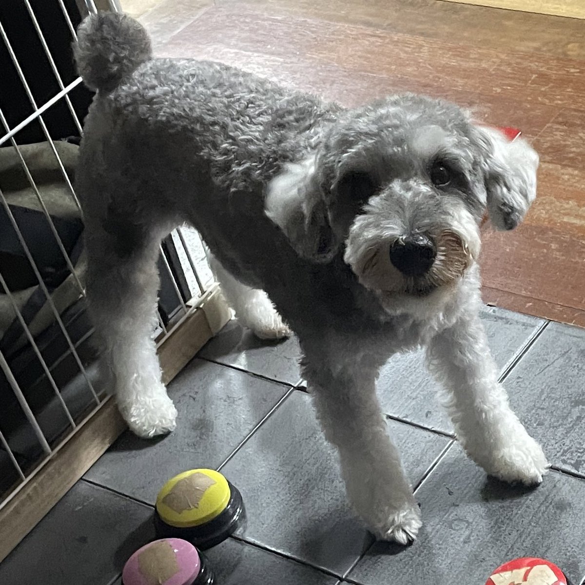 スッキリサマーカット🍉