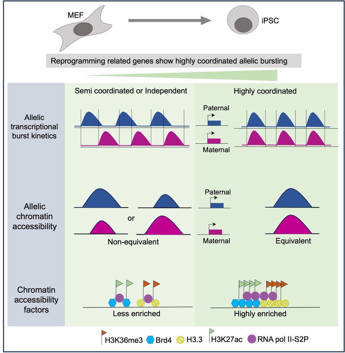 SrimontaGayen_Epigenetics lab (@srimontagayen) on Twitter photo Preprint: We show #Chromatin state mediates allelic expression coordination of reprogramming related genes during #iPSC reprogramming led by
<a href="/parichitran/">Parichitran A</a> <a href="/Hemantcnaik666/">Hemant Chandru Naik</a> <a href="/AmlanJyotiNask4/">Amlan Jyoti Naskar (he/him)</a> Lakshmi <a href="/EMBO_YIP/">EMBO YIP</a> <a href="/insa_academy/">Indian National Science Academy (INSA)</a> <a href="/serbonline/">SERB</a> biorxiv.org/content/10.110… Preprint: We show #Chromatin state mediates allelic expression coordination of reprogramming related genes during #iPSC reprogramming led by
<a href="/parichitran/">Parichitran A</a> <a href="/Hemantcnaik666/">Hemant Chandru Naik</a> <a href="/AmlanJyotiNask4/">Amlan Jyoti Naskar (he/him)</a> Lakshmi <a href="/EMBO_YIP/">EMBO YIP</a> <a href="/insa_academy/">Indian National Science Academy (INSA)</a> <a href="/serbonline/">SERB</a> biorxiv.org/content/10.110…