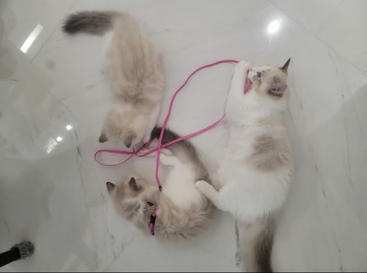 anak siapa ini oi gemes banget oi