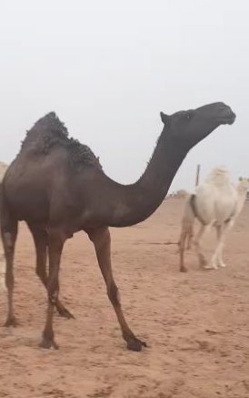 arabsway70's tweet photo. @lilililmlililil عندي ناقه مجهم ضير دق علي راعيها بيعسفها رحول وعلمته ان البعير انطلق عليها وضربها وعشرت وجابت بكره صفرا وصلت ٢٠٠ وحدها ب ٢٥٠ وشراها واحد معروف على الساحه https://t.co/sSUtqjGlwP