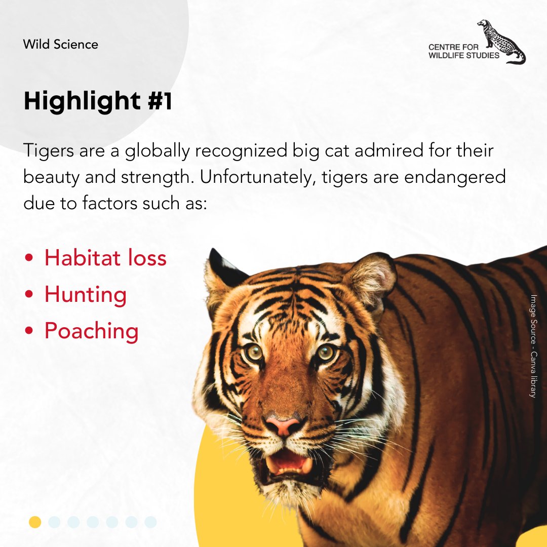 cwsindia's tweet photo. Scientists discovered that #tigers diverged into six subspecies around 110,000 years ago, each with varying levels of genetic diversity and population characteristics.
Read our latest #WildScience blog at https://t.co/fOFKJxgGcP to learn more! https://t.co/hQ5fwfBiz1