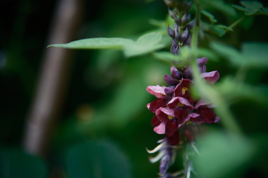 “葛の花” 宮城県大崎市にて
#xh2 #sigma56mmf14