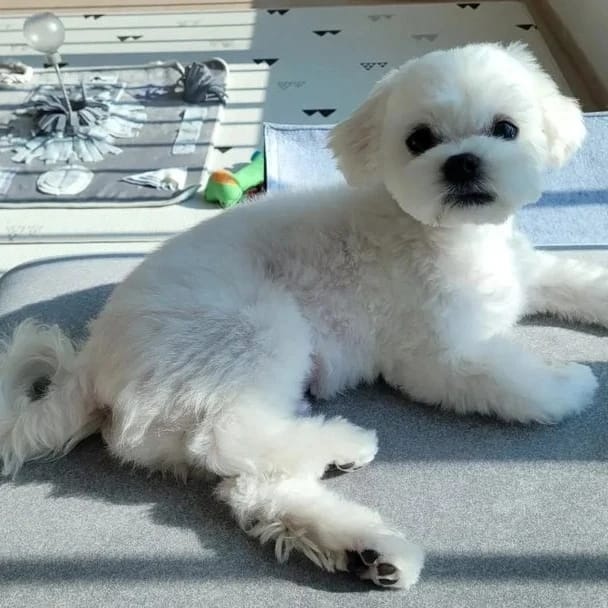 내 사랑스러운 애완동물🥰❤️💓