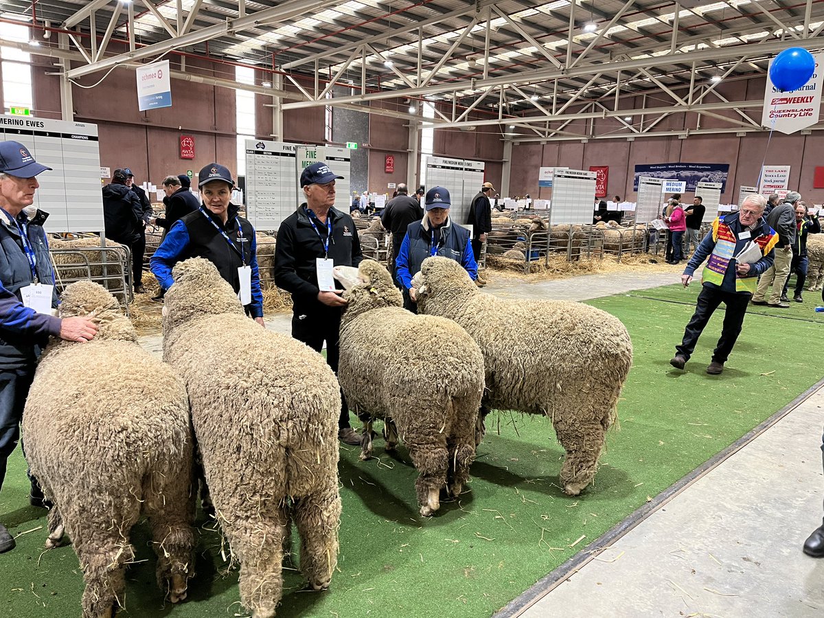 BryceEishold's tweet photo. Judging underway in the #Merino shed at the 2023 Australian #Sheep & #Wool Show in Bendigo. #ASWS @stockandland #agchatoz https://t.co/4hM03D4cMq