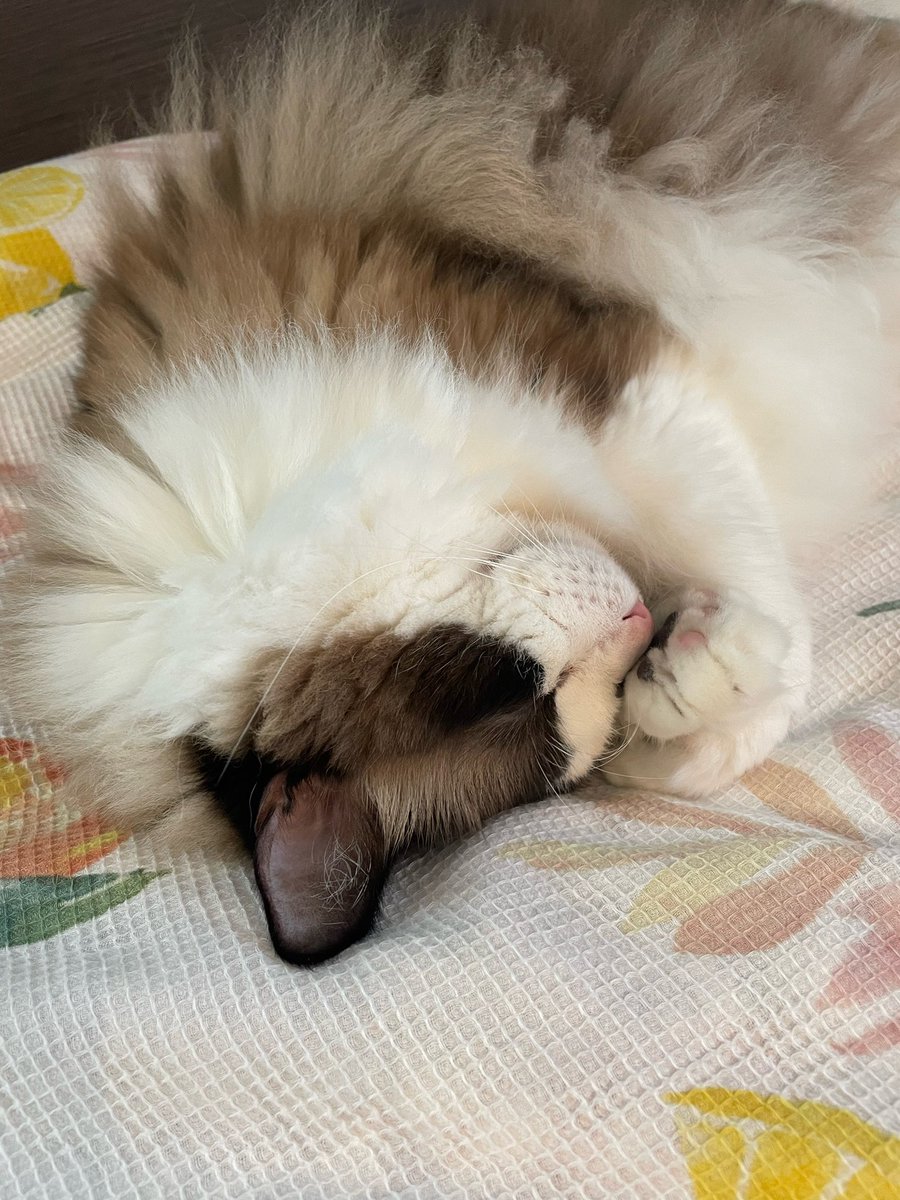 クーラー最高ニャ👍

＃猫 ＃ラグドール #きんようび