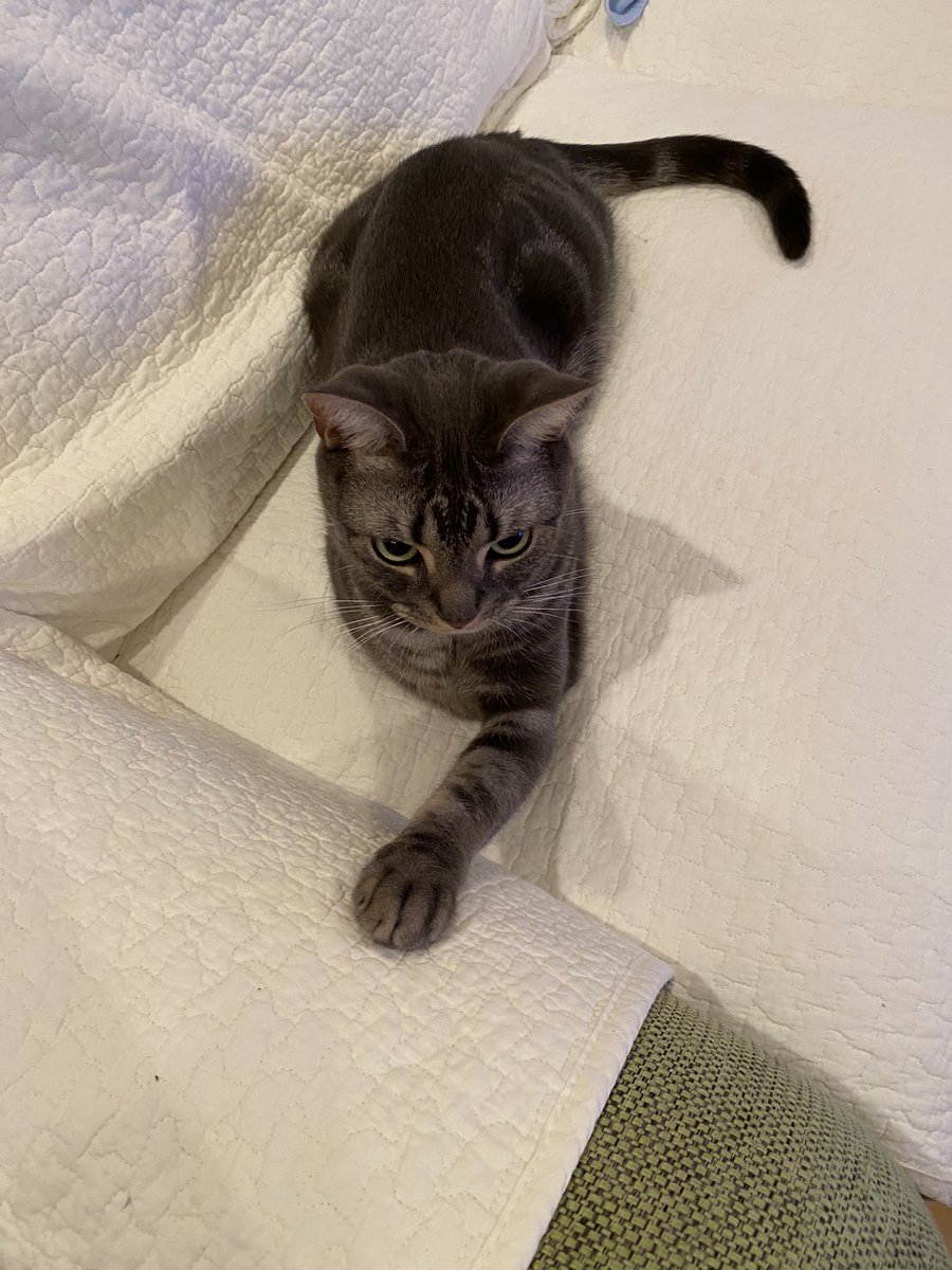 kamimayaa710's tweet photo. よなかにおおあばれしたのはぼくです
#americanshorthair #cat #bluetabby #tokyo #japan #catlover #アメリカンショートヘア #ブルータビー #猫 #ねこ #2歳 #2yearold #24months https://t.co/Ip7YSy7olD