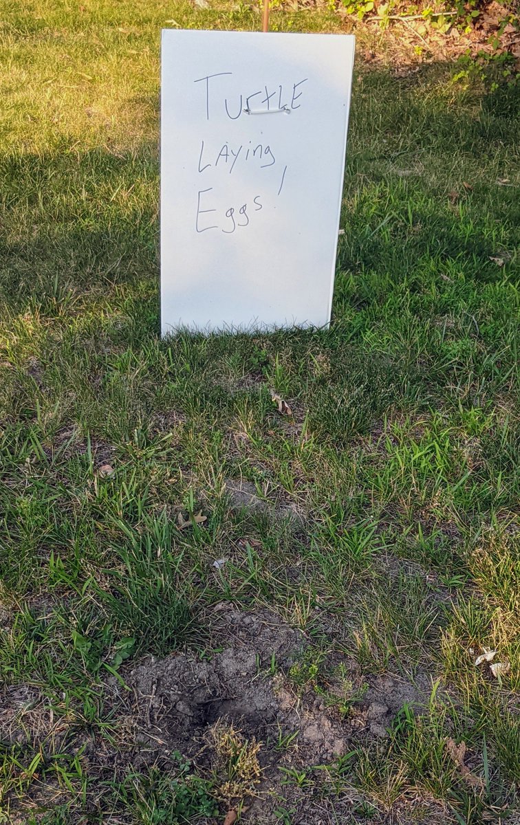 Turtle laying eggs !

Found a sign on campus on my way biking home. Was not there yesterday.