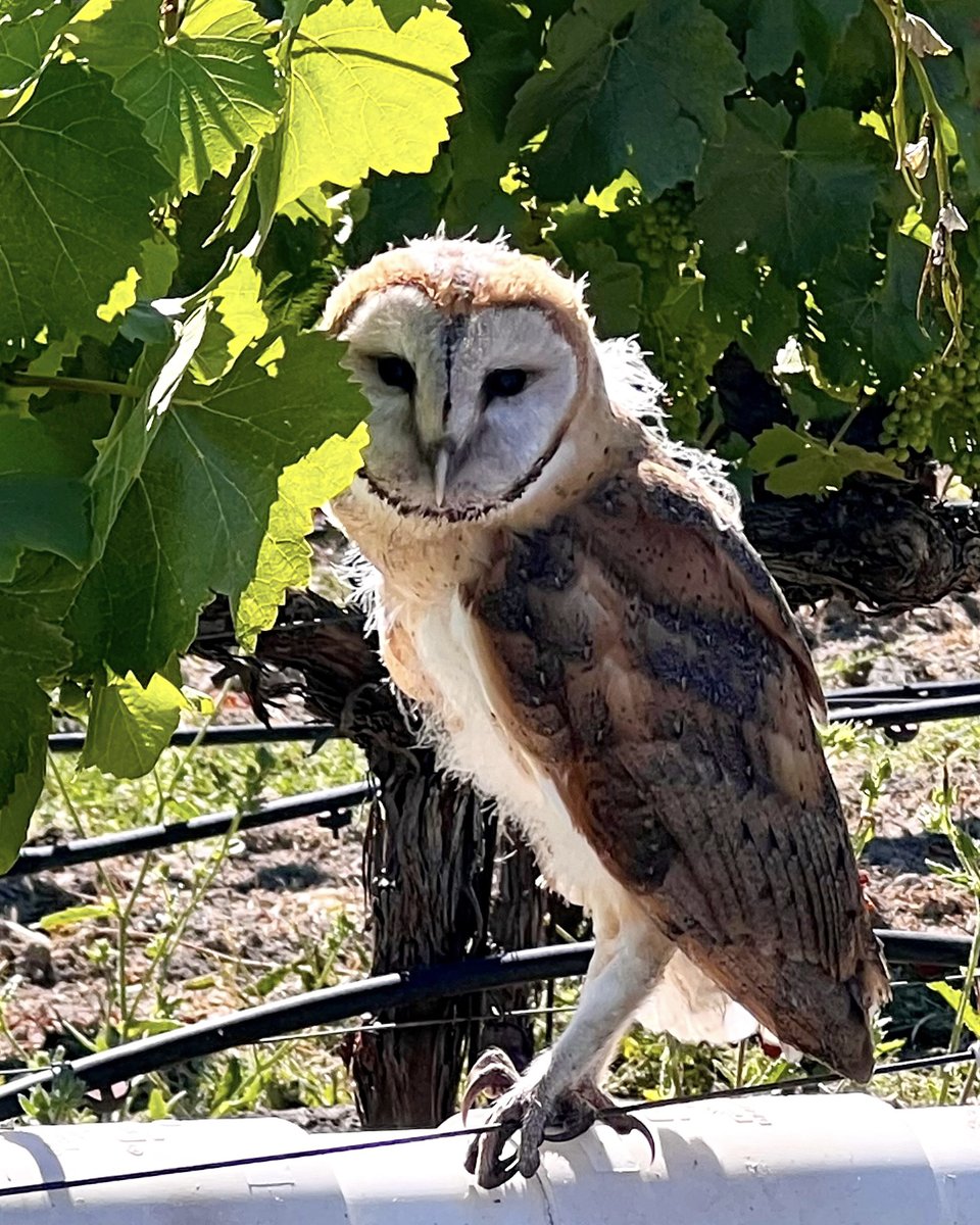 Owl was spotted hard at work in our Chardonnay vineyard 🦉🍇 A sustainable way to help with pest portal. We have multiple barn owl boxes housing owls throughout our vineyards!

#bricoleurvineyards #winecountry #russianrivervalley