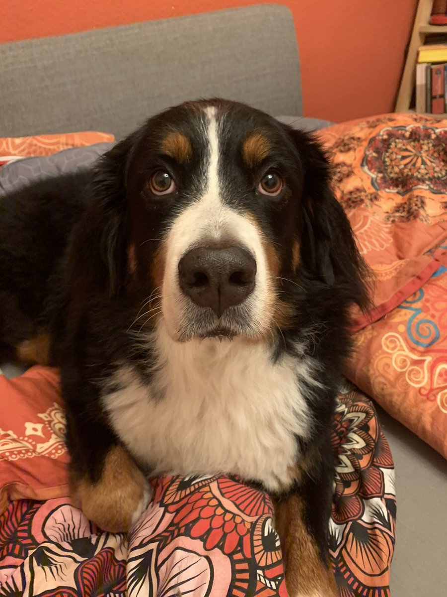 ErMa0603's tweet photo. @bunsenbernerbmd Best dog without reason! https://t.co/9UPkVuWf7o