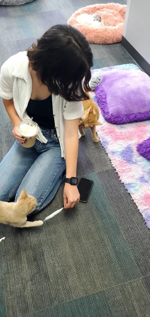Lexie_Kramer25's tweet photo. Cat cafe! it was such a cute place 10/10 would recommend https://t.co/AZ5qsrUzKk