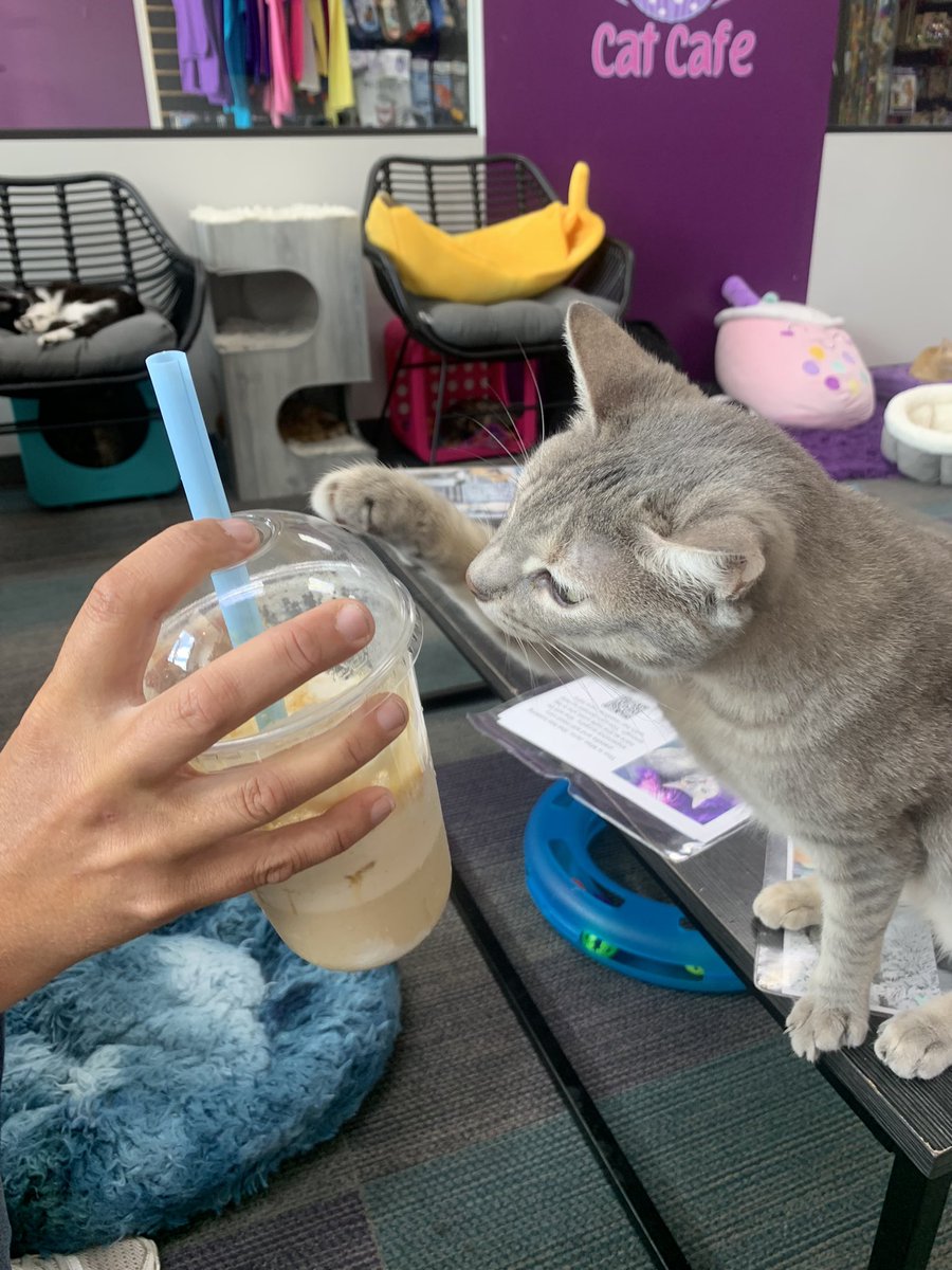 Lexie_Kramer25's tweet photo. Cat cafe! it was such a cute place 10/10 would recommend https://t.co/AZ5qsrUzKk