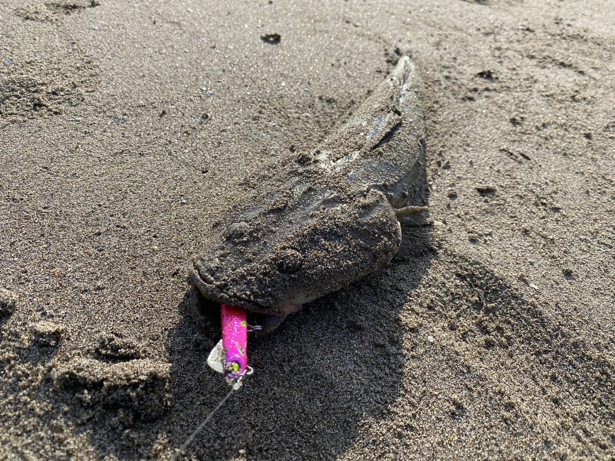 takumi_iga0119's tweet photo. ここまでガッツリだと安心
#jackall_shore_salt
#sabull
#サブル
#スイムメタル
#県南サーフ
#仙南サーフ
#仙台サーフ https://t.co/fEgWbayEFW