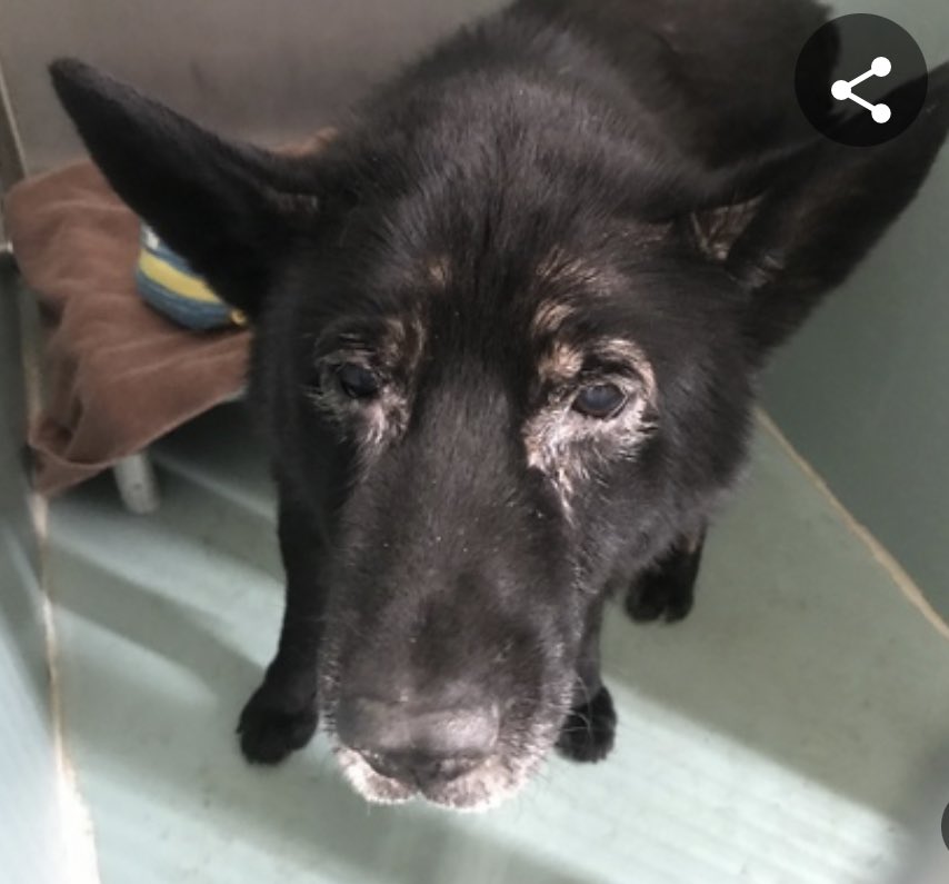 TomJumboGrumbo's tweet photo. 11 years old, and Blake 176244, with a face of total loss and devastation, arrived just JUL 10 TBK Saturday. His family was ‘moving’, this friendly, affectionate, playful and shy senior loves squeaky toys and playing fetch. He’s relaxed, playful and respectful with kids, dogs, and even CATS. A wonderful dog who’s terrified and overwhelmed, he needs a VA to ME family with kids age 13+ to survive. Please pledge RT Blake!

https://t.co/YgHbXJrzzH