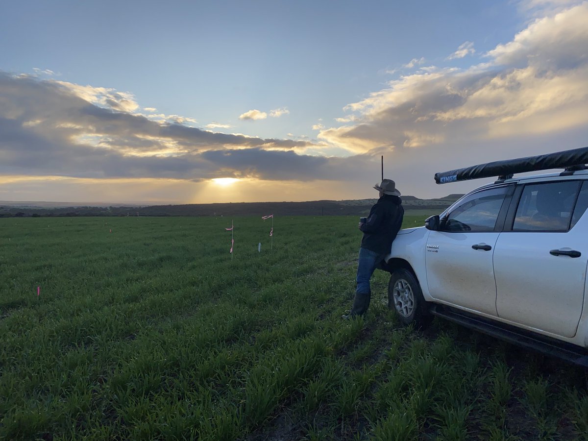 BevanAddison's tweet image. Nothing like an early morning trial visit after a few important showers#adama