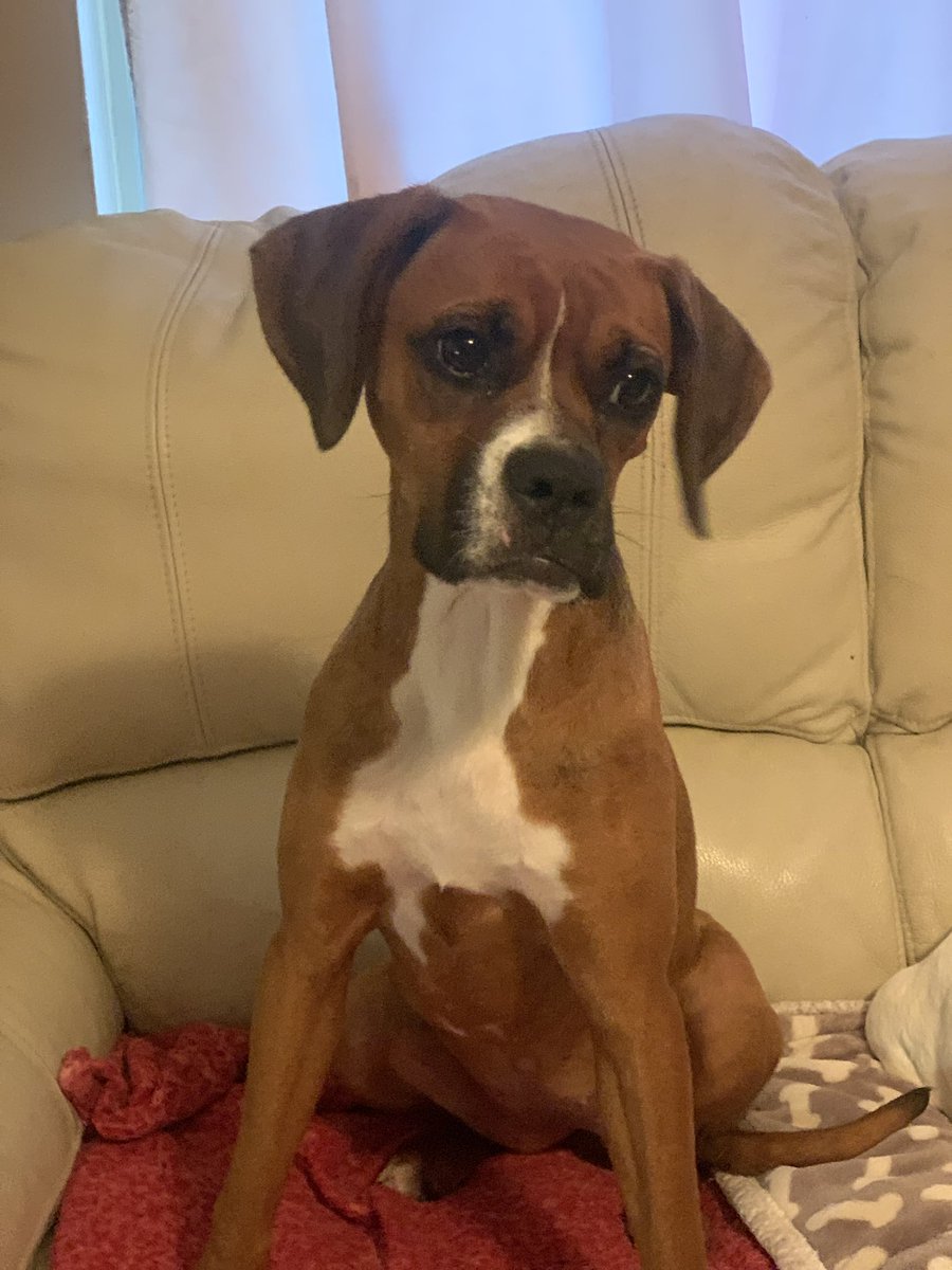 adopt_boxer's tweet photo. Zehnna is a sweet 10 month old girl. She is fostered in Pound Ridge NY with another boxer . Zehnna came from AR. She was found in a high kill shelter . We couldnβt say no. #adoptdontshop #adoptables #adoptme #boxerpuppy #puppiesoftwitter #dogsoftwitter #shelterpup #NYdogs #dogs https://t.co/HNQQXpE07b