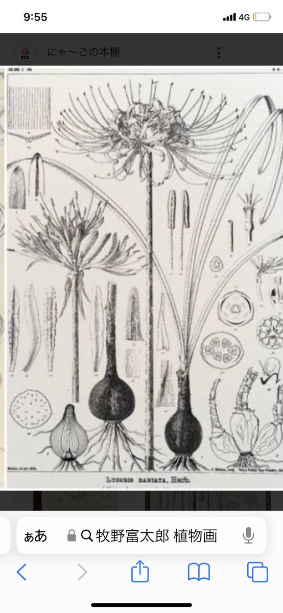 ①②実際の牧野富太郎博士の描かれた植物画
③④ドラマの万太郎の絵。違うんや…植物画ってこうや無いんや…皆が「花びらってこう付いているんだね」「よくわかるね」って感嘆する、見惚れる「植物学者の絵」を、こんな名作ドラマでそこを適当に描いたらアカンのや…
#らんまん
#朝ドラらんまん