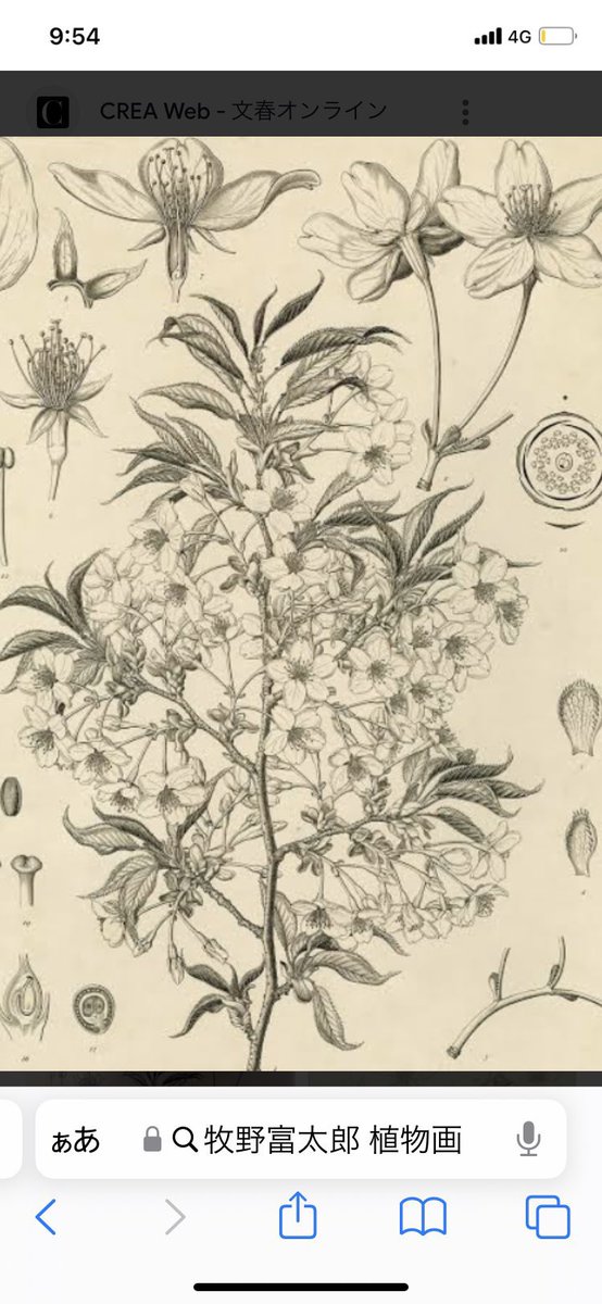 「①②実際の牧野富太郎博士の描かれた植物画 ③④ドラマの万太郎の絵。違うんや…植物画ってこうや無いんや…皆が「花びらってこ」さちみりほ8/