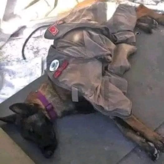 He slept after 56 hours of non-stop search and found 40 people alive under the rubble. This is the Tunisian hero Husky ❤🙏