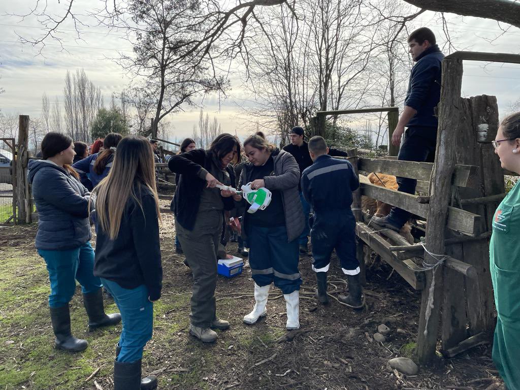 udalbachillan's tweet photo. En #sanignacio #medicinaveterinaria #udalbachillan @Udalba_Chile con @SeremiSalud16 y la Municipalidad d la comuna participaron de operativo de emergencia por crecida del Río #Diguillin, chequeando animales de ganado y menores, para minimizar riesgo sanitario.
#udalba #lideres https://t.co/LnvqbTQl9N