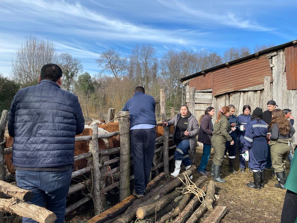 udalbachillan's tweet photo. En #sanignacio #medicinaveterinaria #udalbachillan @Udalba_Chile con @SeremiSalud16 y la Municipalidad d la comuna participaron de operativo de emergencia por crecida del Río #Diguillin, chequeando animales de ganado y menores, para minimizar riesgo sanitario.
#udalba #lideres https://t.co/LnvqbTQl9N