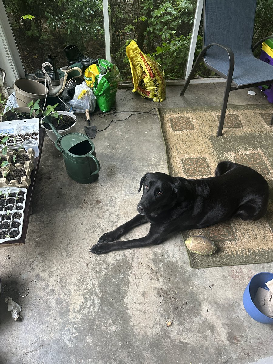 out_STAN_ding's tweet photo. I’ve been slacking on the promised Piper content https://t.co/0o0sKm4dfb