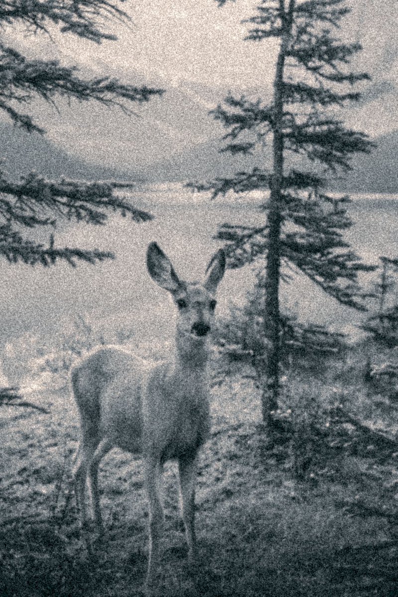 My tribute to Mary Schäffer and Samson Beaver. Photos to emulate the early 1900s explorations of Maligne Lake and the surrounding region. See the “Maligne Lake” Wikipedia page for more info.