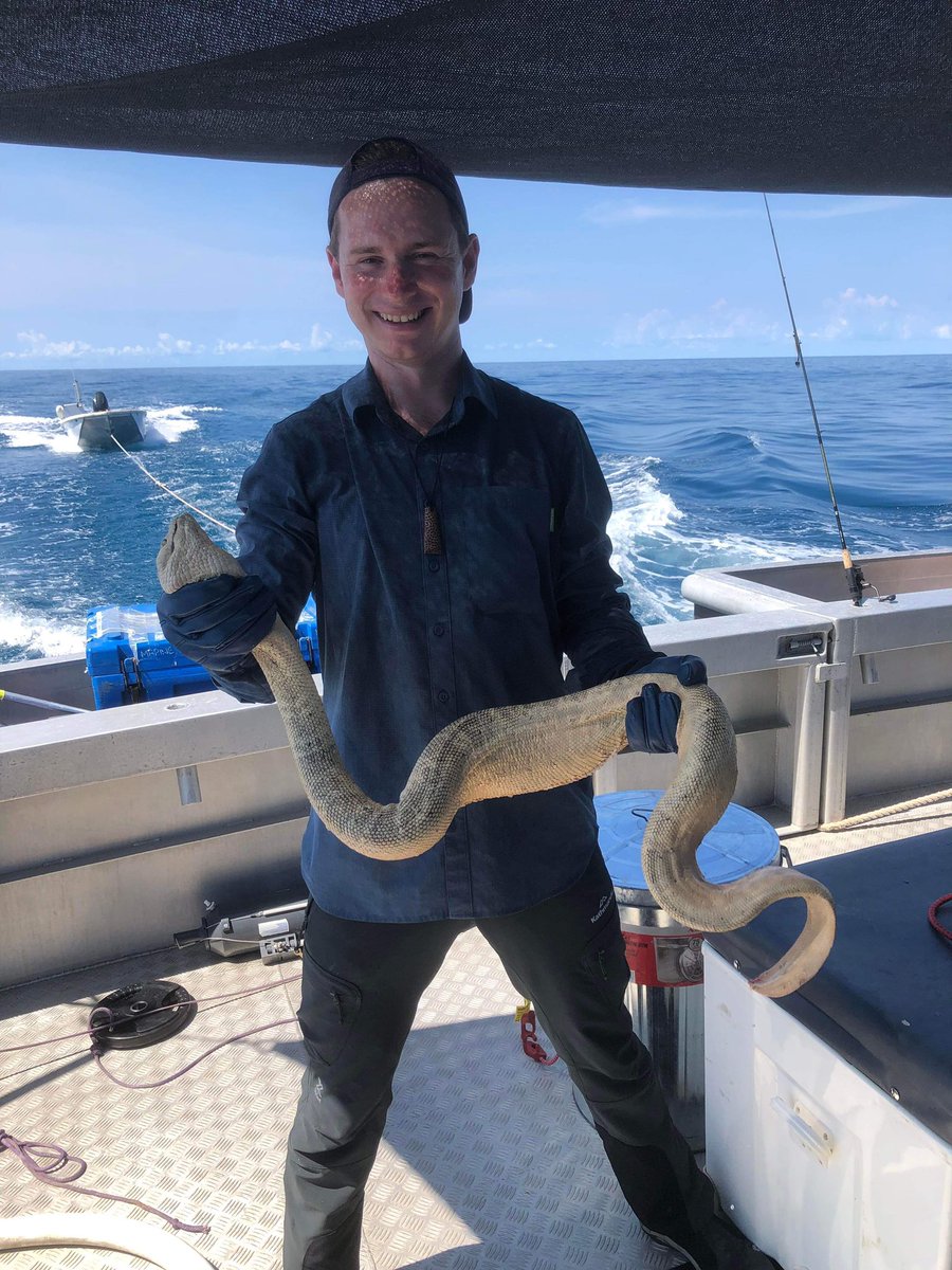Stoked to announce the publication of my first sea snake vision paper! “Functional Duplication of the Short-Wavelength-Sensitive Opsin in Sea Snakes: Evidence for Reexpanded Color Sensitivity Following Ancestral Regression.” 🐍👁️🎨

Give it a read here! academic.oup.com/gbe/article/15…