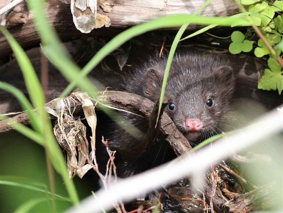 ncpr's tweet photo. Photo of the Day: "Mink kits." Photo: Ellie George
#ncprpotd https://t.co/z3BvHNOpW3