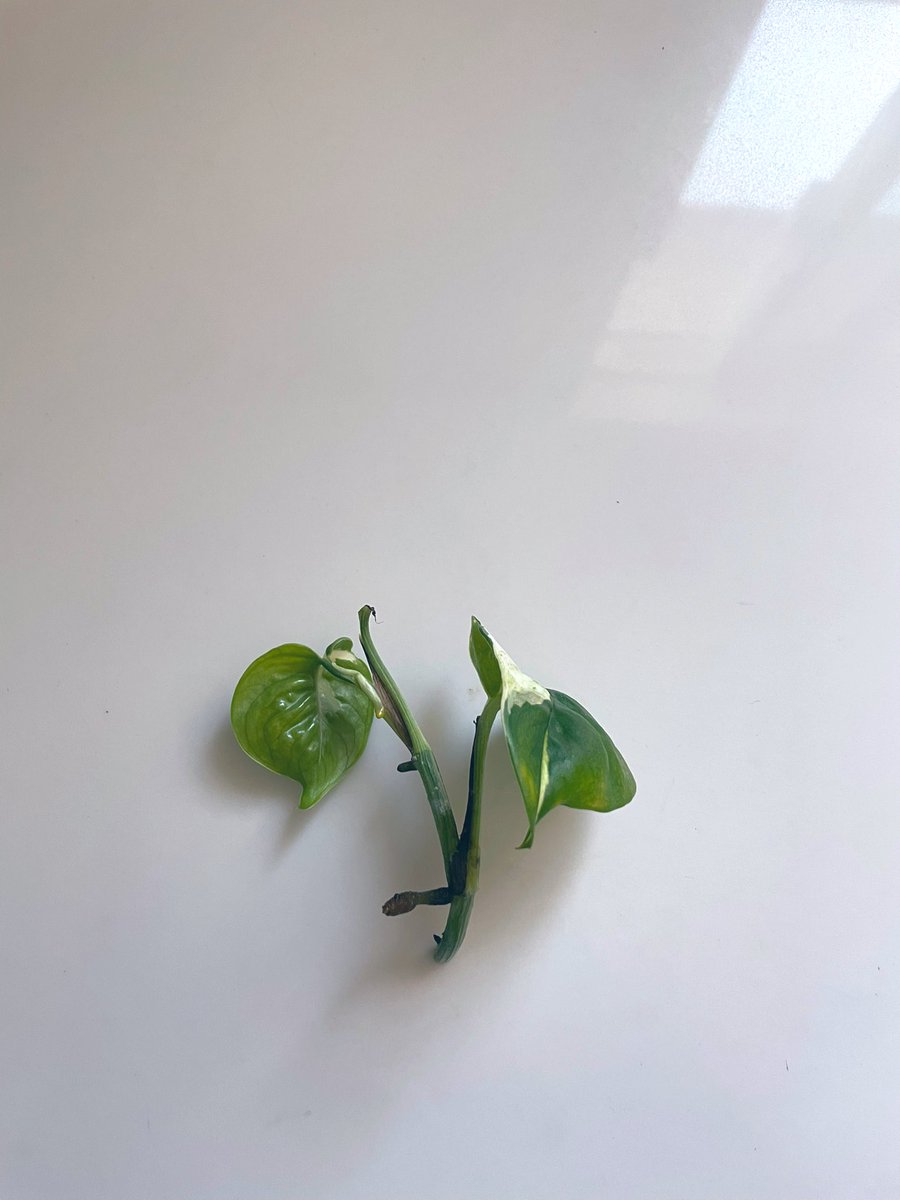 danniedark0's tweet photo. Not me documenting the root growth on my propagation bbz like I have nothing better to do https://t.co/p48p5NBOFc