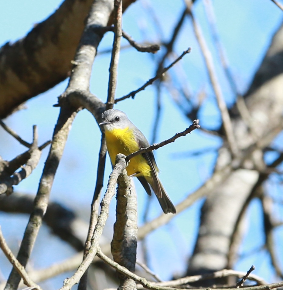 spotted this little fella. #canonphotography #NationalGeoGraphicChannel #wildlifephotography