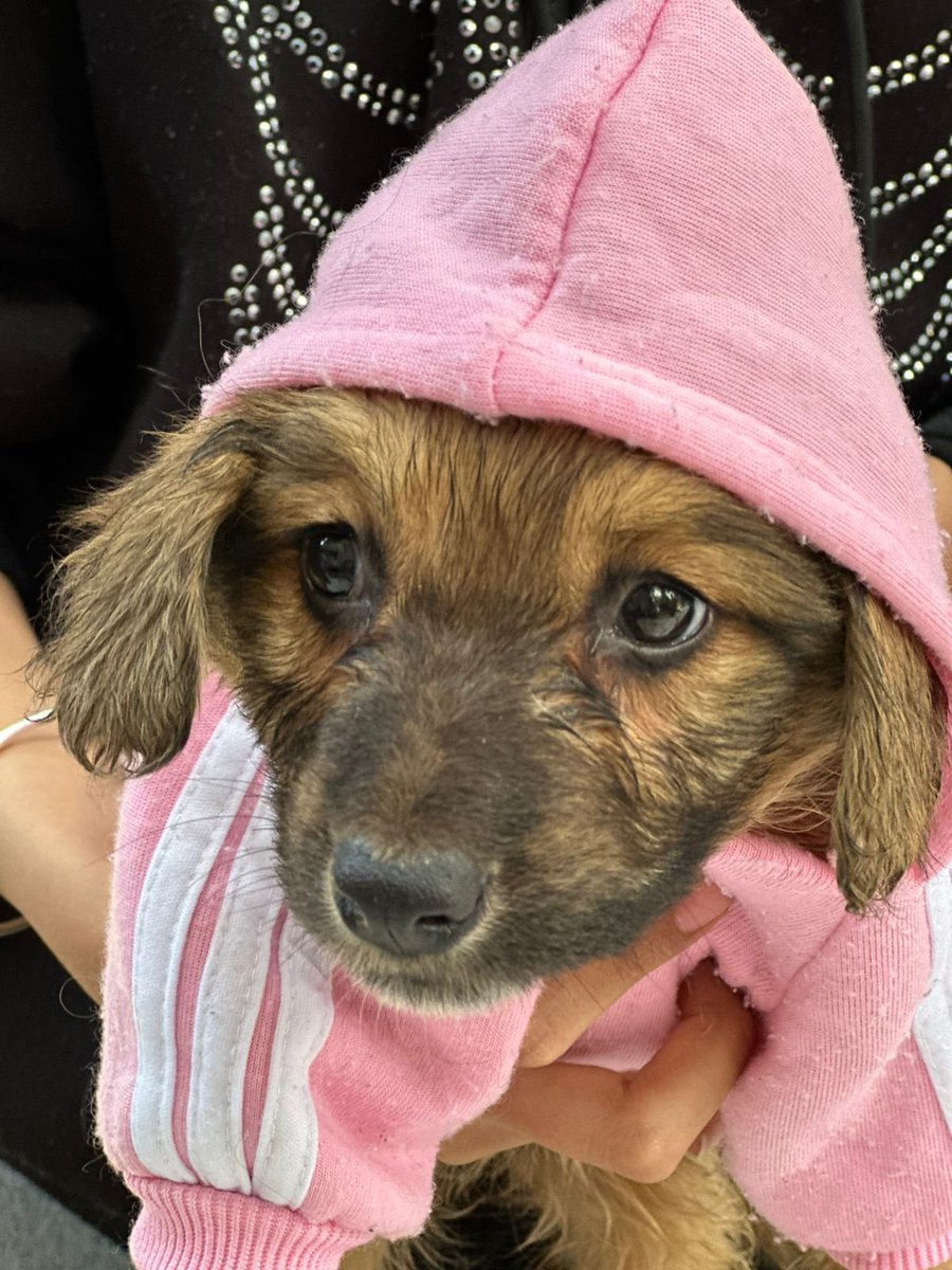 AdoptameNaucal1's tweet photo. Nos vemos en unas semanas en la jornada de adopción en Parque Naucalli para buscar 11 familias responsables comprometidas y cariñosas para la nueva guardería de cachorros orgullosamente #YosoyAdoptaNaucalpan  RT RT RT ! https://t.co/1jCoFI0y3i