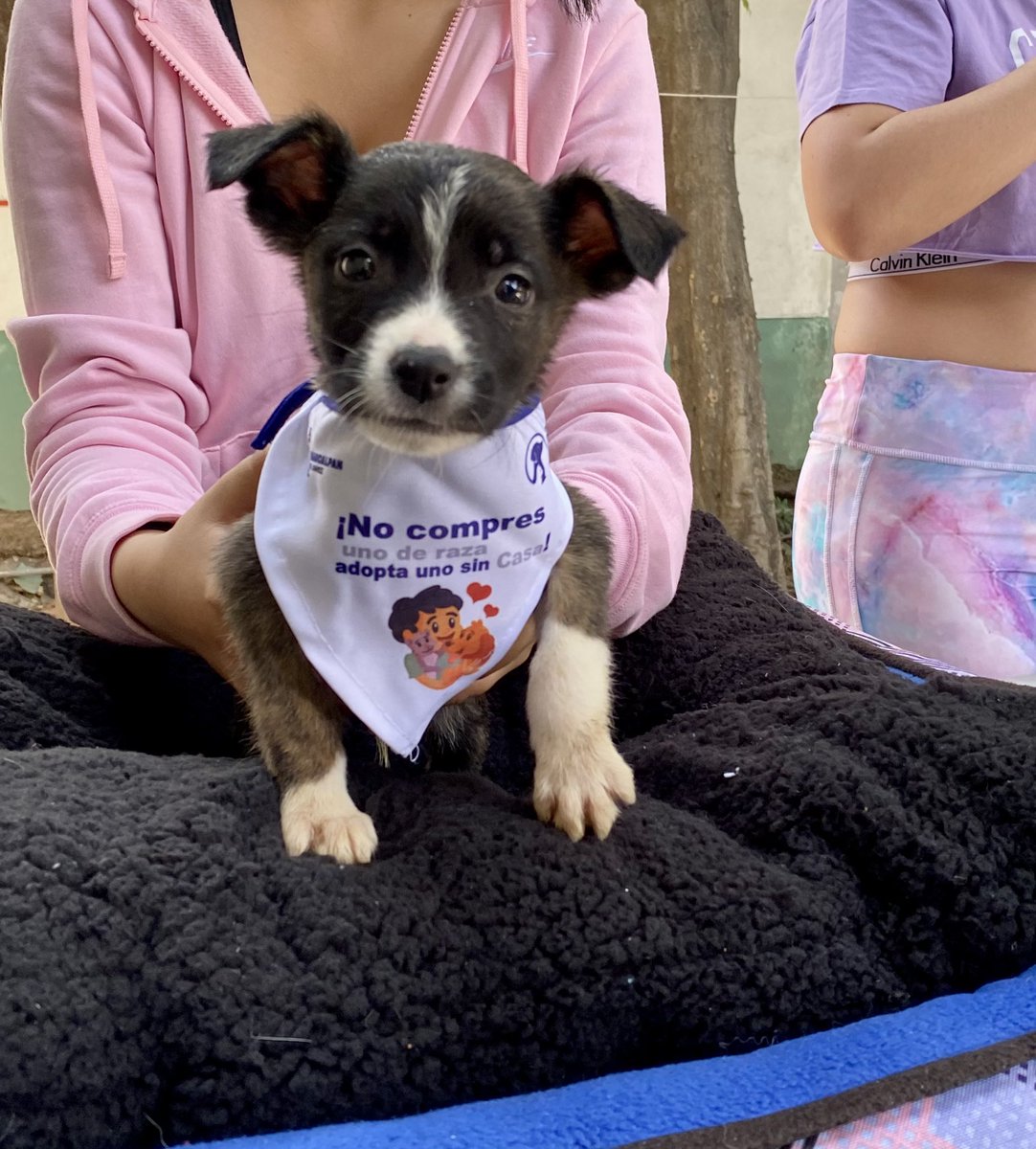 AdoptameNaucal1's tweet photo. Nos vemos en unas semanas en la jornada de adopción en Parque Naucalli para buscar 11 familias responsables comprometidas y cariñosas para la nueva guardería de cachorros orgullosamente #YosoyAdoptaNaucalpan  RT RT RT ! https://t.co/1jCoFI0y3i