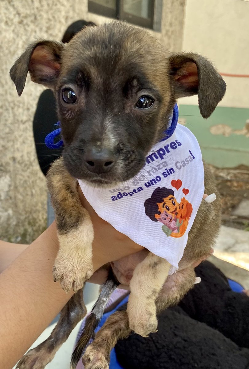 Nos vemos en unas semanas en la jornada de adopción en Parque Naucalli para buscar 11 familias responsables comprometidas y cariñosas para la nueva guardería de cachorros orgullosamente #YosoyAdoptaNaucalpan  RT RT RT !