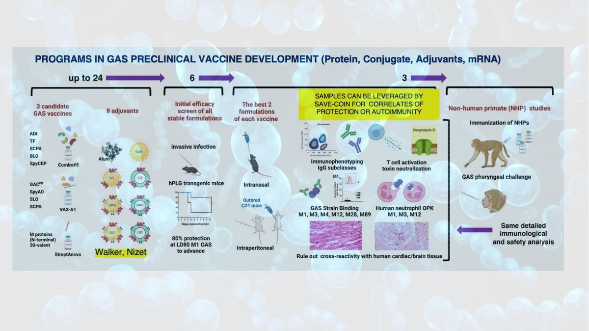 victornizet's tweet photo. Proud to coordinate the "EXPLORE" component (along Shiranee for "LIFE") of #iSpyNetwork envisioned by @FondationLeducq to bring "streptococcologists" and immunologists together to define correlates of immune protection in natural infection and a future life saving #StrepAVaccine https://t.co/Es6ssEdIwv